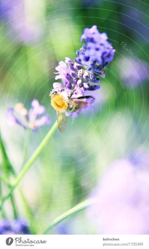 zarte versuchung Natur Pflanze Tier Sommer Schönes Wetter Blume Gras Blatt Blüte Lavendel Garten Park Wiese Wildtier Biene Tiergesicht Flügel 1 Blühend Duft