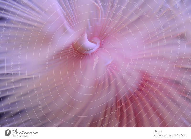 Federwurm II Umwelt Natur Tier Küste Bucht Riff Korallenriff Meer Aquarium rosa gedreht Windung Spirale fein federartig filigran Farbfoto Nahaufnahme