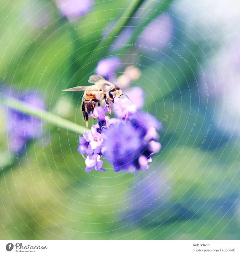 klangfarbe | ...des sommers Natur Pflanze Tier Sommer Schönes Wetter Blume Blatt Blüte Lavendel Garten Park Wiese Wildtier Biene Tiergesicht Flügel 1 Blühend