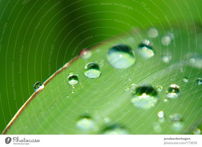 kugelrunde Regentropfen ..... Farbfoto Außenaufnahme Menschenleer Tag Blitzlichtaufnahme Wassertropfen Sommer Pflanze Gras Blatt Grünpflanze Schilfrohr nass