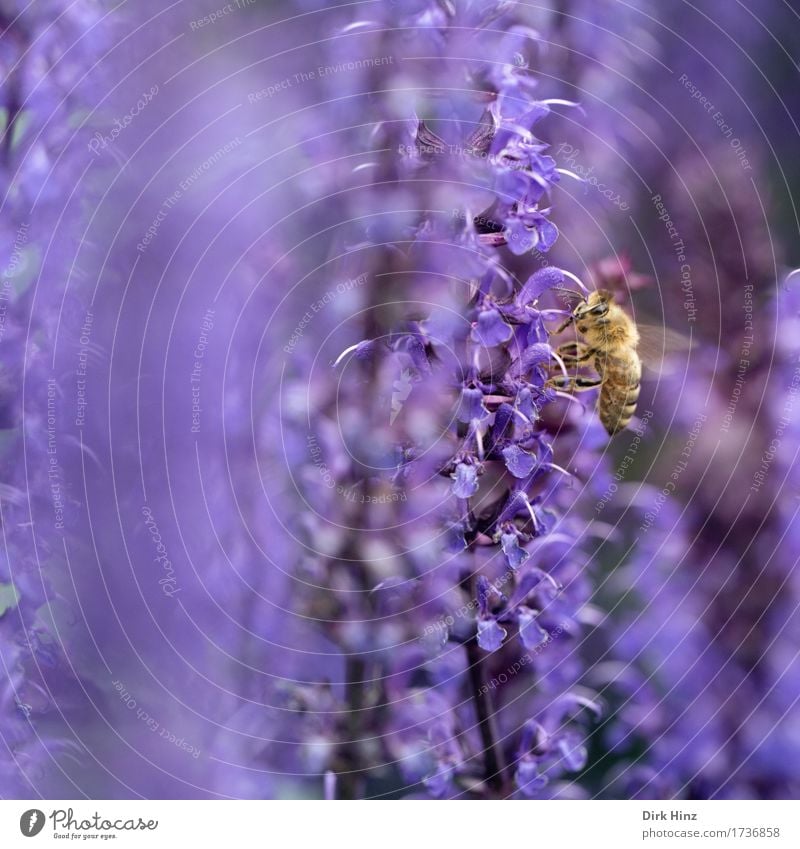Nahrungssuche Umwelt Natur Pflanze Tier Frühling Garten Park Nutztier Wildtier Biene Flügel 1 Blühend Essen fliegen krabbeln violett fleißig diszipliniert