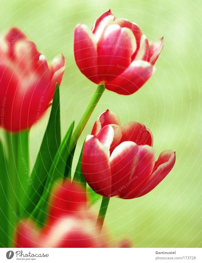 Lale Dekoration & Verzierung Natur Pflanze Frühling Sommer Blume Tulpe Blüte Stengel Vase ästhetisch frisch schön grün rosa rot ikebana Blumenstrauß