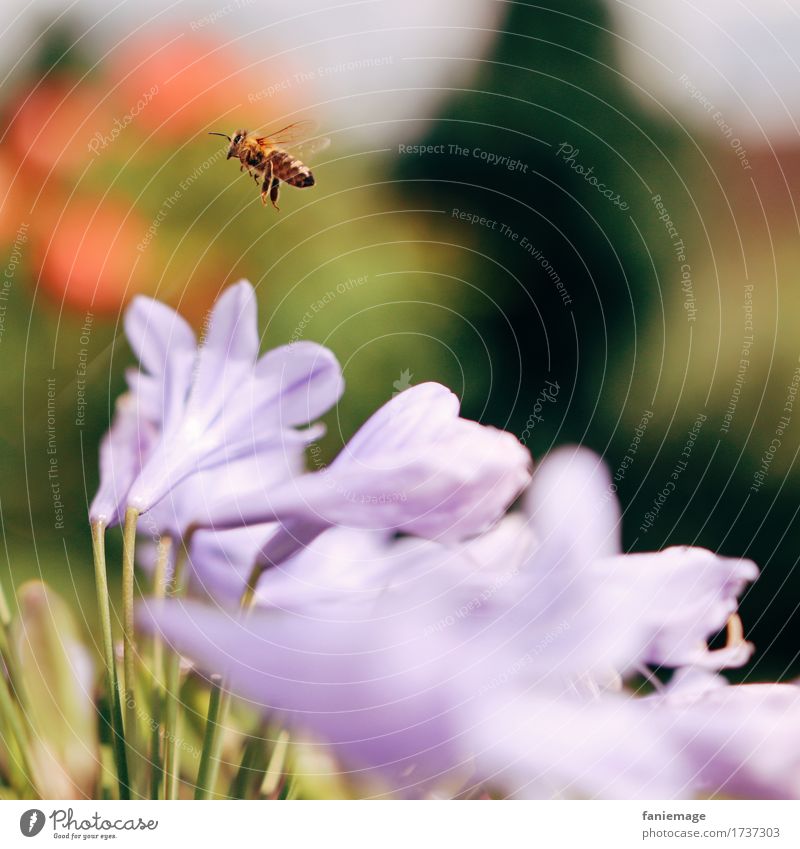 mach nen Abflug Natur fliegen Biene Flugzeugstart Garten Unschärfe Blume Insekt Flugzeuglandung Detailaufnahme Schwache Tiefenschärfe violett rot Wärme Sommer
