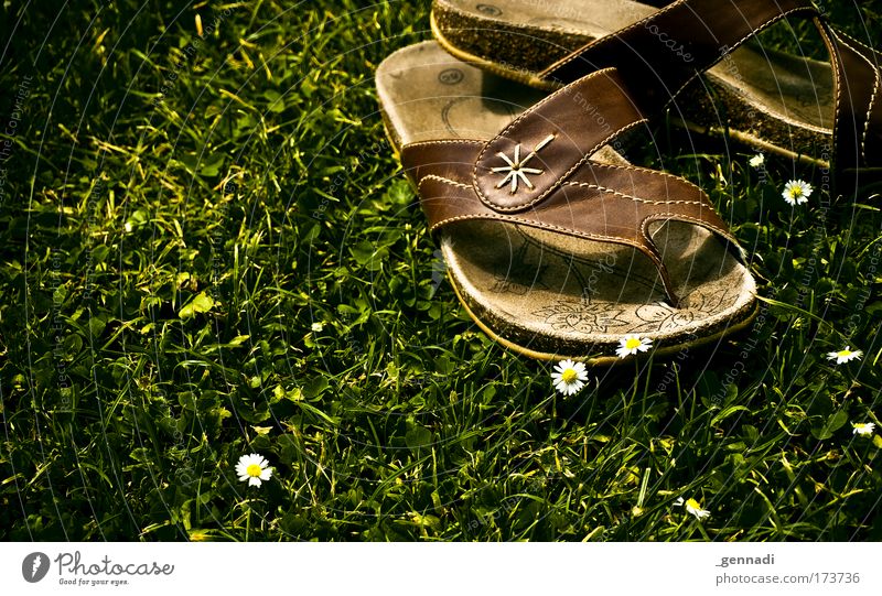 Mittagspause Farbfoto Außenaufnahme Menschenleer Textfreiraum links Natur Blume Gras Schwimmbad Flipflops trendy