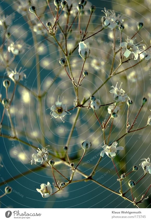 Duftige , zierliche Blüten von Schleierkraut vor blauem Hintergund Farbfoto Innenaufnahme Nahaufnahme Detailaufnahme Hintergrund neutral Kunstlicht Schatten