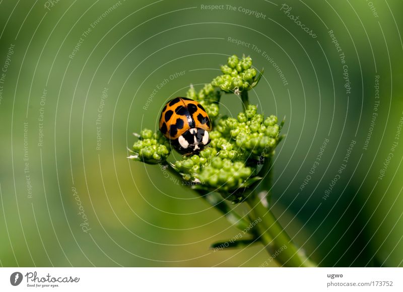 Marienkäfer auf Petersilie Farbfoto Außenaufnahme Makroaufnahme Tag Zentralperspektive Tierporträt Käfer Warmherzigkeit Tierliebe ruhig Natur unschuldig