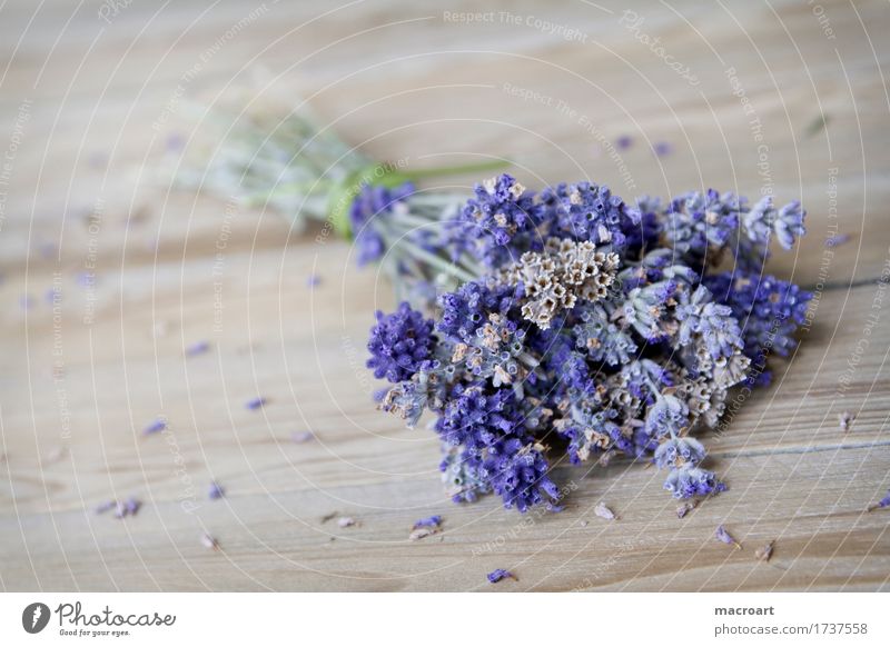 Lavendel auf Holzplatte flos Tisch Blume Blüte violett Duft Geruch riechend Holztisch beruhigend Heilpflanzen Medikament Seele angustifolia vera Taubnessel