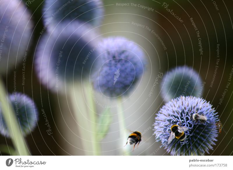 Planetensystem Farbfoto Außenaufnahme Textfreiraum links Textfreiraum oben Tag Zentralperspektive Umwelt Natur Sommer Pflanze Blume Tier Wildtier Biene Flügel 4