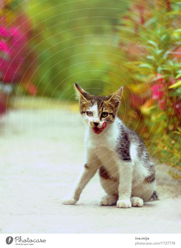 miau! Tier Haustier Katze 1 stehen Neugier niedlich Leben Idylle Konzentration Kraft Langeweile Lebensfreude Leichtigkeit rebellieren ruhig Umwelt lecker