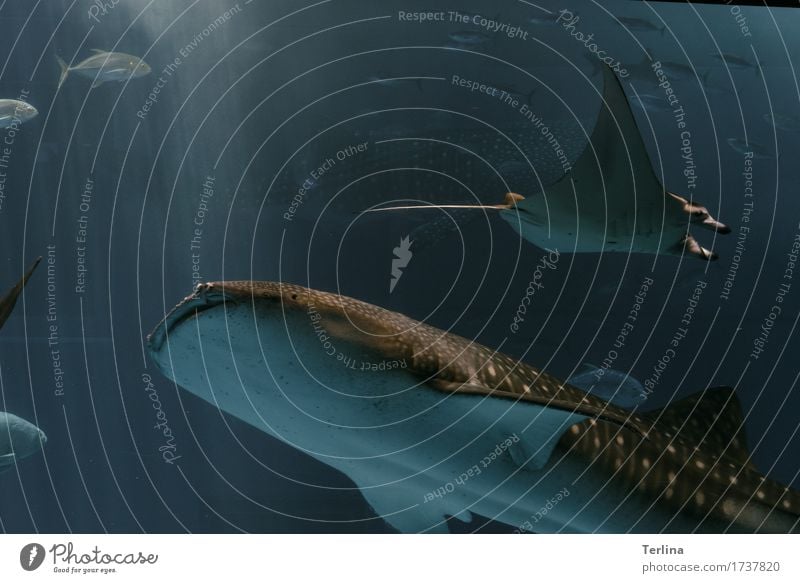 Waterporn Sommer Meer Okinawa-Churaumi-Aquarium shark whale Walhai Tiergruppe Schwimmen & Baden entdecken Ferien & Urlaub & Reisen tauchen außergewöhnlich