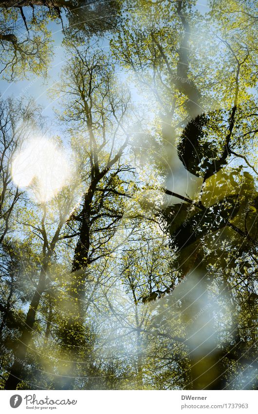 Sommerwald schön Abenteuer Kunst Umwelt Natur Landschaft Pflanze Schönes Wetter Baum Blatt Wald Ornament exotisch glänzend grün Mut Fernweh Pause Wachstum
