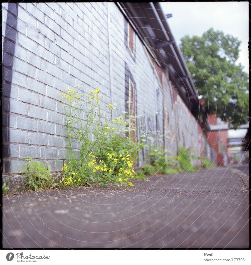 Urban sidewalk Farbfoto Gedeckte Farben Außenaufnahme Tag Schwache Tiefenschärfe Froschperspektive Graffiti Umwelt Pflanze Blume Wildpflanze Stadt Menschenleer