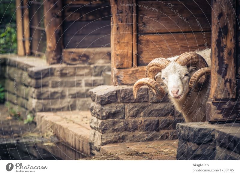 guckst du!? Tier Haustier Schaf Schafsbock 1 Blick braun achtsam Wachsamkeit Farbfoto Außenaufnahme Tag