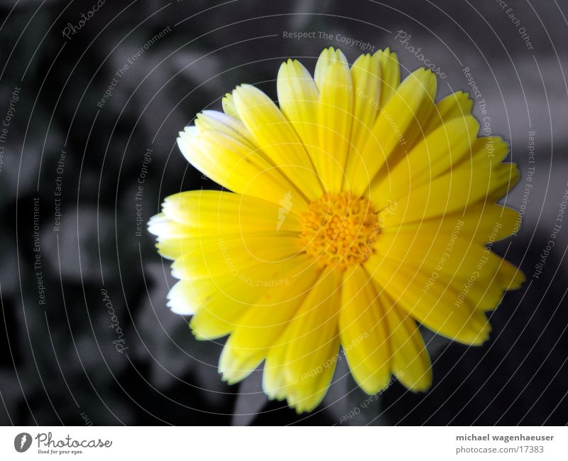 Gelbe Blume gelb grau Natur Detailaufnahme Nahaufnahme