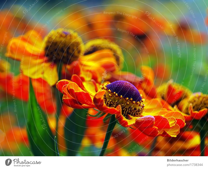 Rudbeckie Sonnenhut Blüte Korbblütengewächs Blumenbeet Kanadische Goldrute Sonnenblume Nektar Pollen sommerpflanze leuchten Leuchtkraft Garten Nahaufnahme