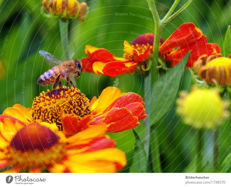 Abflug Biene Honigbiene Insekt Fluginsekt Antenne Flügel Wildtier Sonnenhut Blüte Korbblütengewächs Blumenbeet Kanadische Goldrute Sonnenblume gelb Nektar