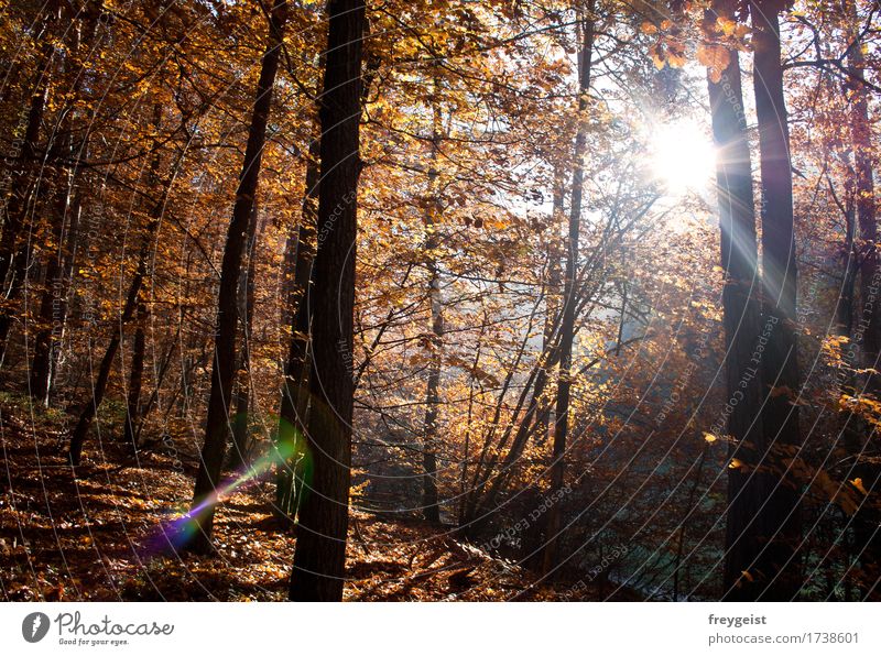 Breaking through 3 Freizeit & Hobby Umwelt Natur Landschaft Sonne Sonnenaufgang Sonnenuntergang Sonnenlicht Herbst Baum Wald frei Freiheit Farbfoto
