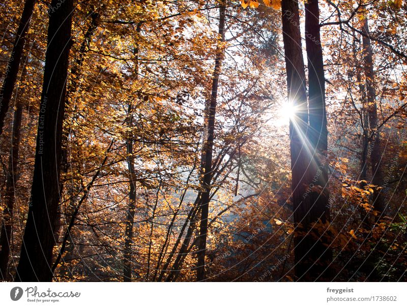 Breaking through 1 harmonisch Zufriedenheit Erholung ruhig Freizeit & Hobby Freiheit Sommer Sonne wandern Umwelt Natur Landschaft Sonnenlicht Herbst Baum Wald