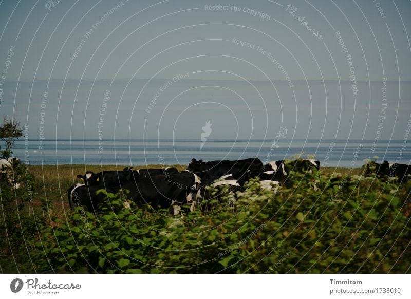 Freizeitspaß | In geselliger Runde am Wasser... Umwelt Natur Himmel Pflanze Gras Sträucher Seeufer Nordsee Dänemark Kuh Tiergruppe natürlich blau grün Herde
