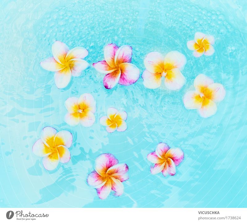 Bunte Frangipani Blumen in türkisblauem Wasser Lifestyle Design Erholung Spa Schwimmbad Sommer Natur Pflanze Schönes Wetter Blatt Blüte Meer gelb aromatisch