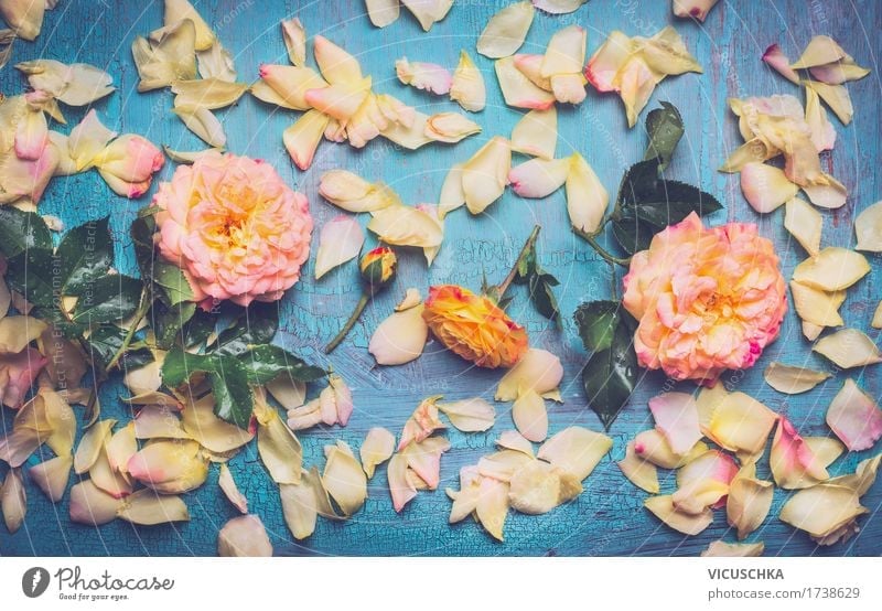Rosen mit Blütenblättern auf blauem Hintergrund Stil Design Dekoration & Verzierung Feste & Feiern Natur Pflanze Blume Blatt Blühend Liebe rosa Duft