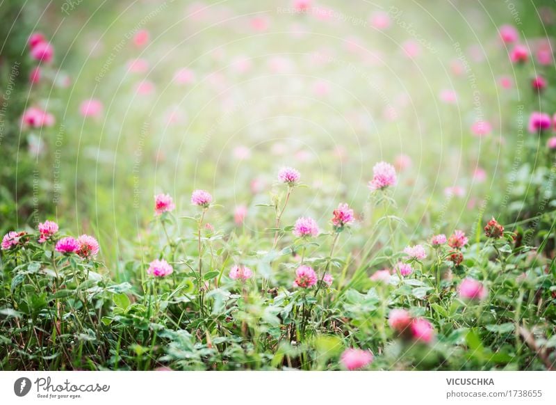 Feld mit blühende Klee Sommer Umwelt Natur Landschaft Pflanze Schönes Wetter Blume Blatt Blüte Wildpflanze Wiese rosa Design Kleeblüte Farbfoto Außenaufnahme