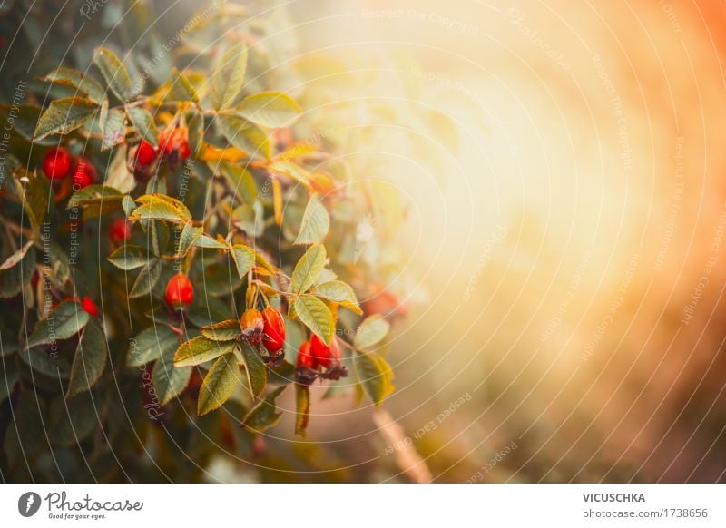Herbst Natur Hintergrund Lifestyle Design Garten Pflanze Sonnenaufgang Sonnenuntergang Schönes Wetter Rose Park Wald gelb Herbstlaub Herbstfärbung Hundsrose