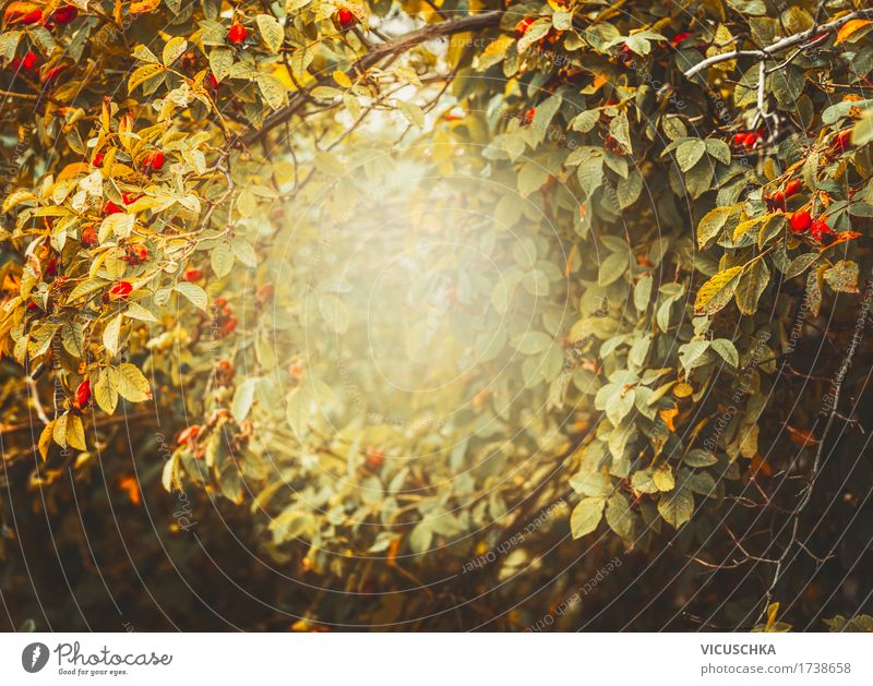 Herbst Natur Hintergrund mit Rahmen aus Hagebutten Lifestyle Design Garten Landschaft Pflanze Sträucher Rose Park trendy Grunge Frucht Blatt Farbfoto