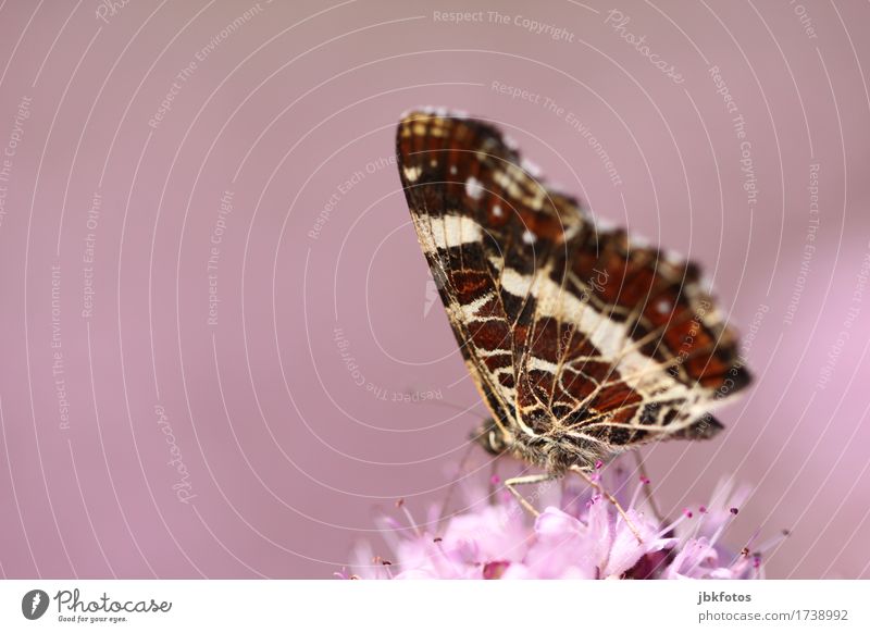 zarte Eleganz Umwelt Natur Tier Sommer Klima Klimawandel Schönes Wetter Pflanze Wildtier Schmetterling Flügel 1 Tierjunges ästhetisch sportlich exotisch schön