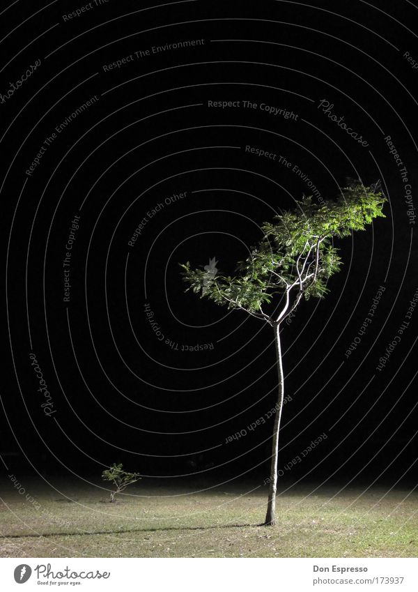 Nachtbaum Farbfoto Außenaufnahme Menschenleer Textfreiraum links Textfreiraum oben Umwelt Natur Baum Gras Garten Park Surrealismus Nachtaufnahme