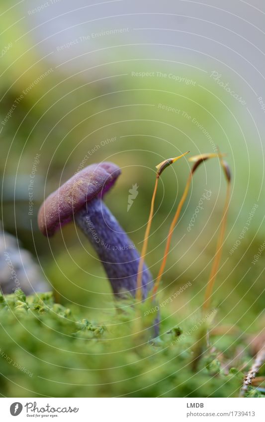 Lila Schwammerl und die drei Moosgetiere Umwelt Natur Pflanze Erde Herbst Wald grün violett Pilz Waldboden klein selten feucht Pilzsucher Gift Farbfoto