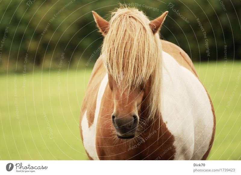 Gaaanz viel Pony! Freizeit & Hobby Reiten Tierhaltung Gras Wiese Weide Dänemark Haustier Nutztier Pferd Ponys Island Ponys Mähne blond Schecke 1 Coolness dick