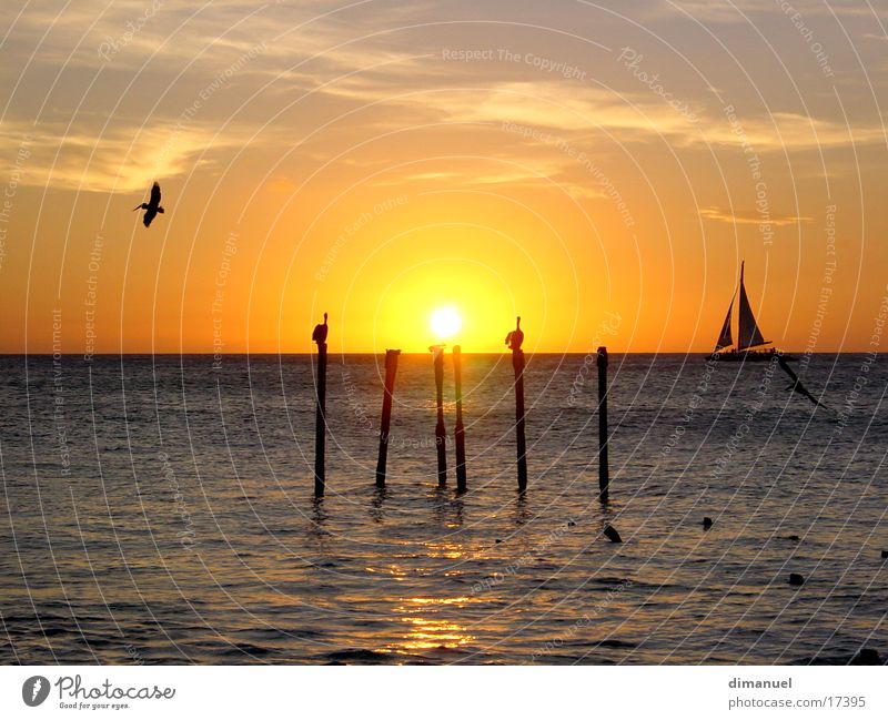 Sonneuntergang Sonnenuntergang Pelikan Wasserfahrzeug Meer water pelican Boa sea.