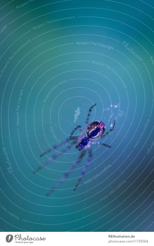 überwacht | Spinnennetz Umwelt Natur Tier Wildtier 1 beobachten Jagd warten Aggression bedrohlich Ekel gruselig Angst Entsetzen Netz Farbfoto Außenaufnahme