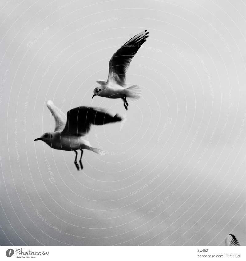 Flugpersonal Umwelt Tier Wolken Klima Schönes Wetter Wildtier Möwe Möwenvögel 2 rennen Bewegung entdecken fliegen frei Zusammensein Neugier Geschwindigkeit