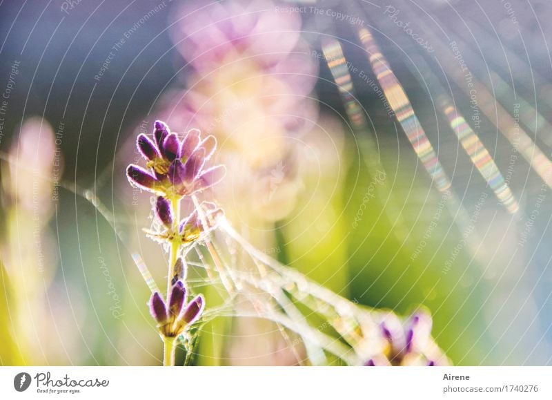 versponnen Pflanze Sommer Schönes Wetter Blume Lavendel Spinngewebe leuchten ästhetisch hell gold violett rosa Glück Warmherzigkeit schön einzigartig Ewigkeit