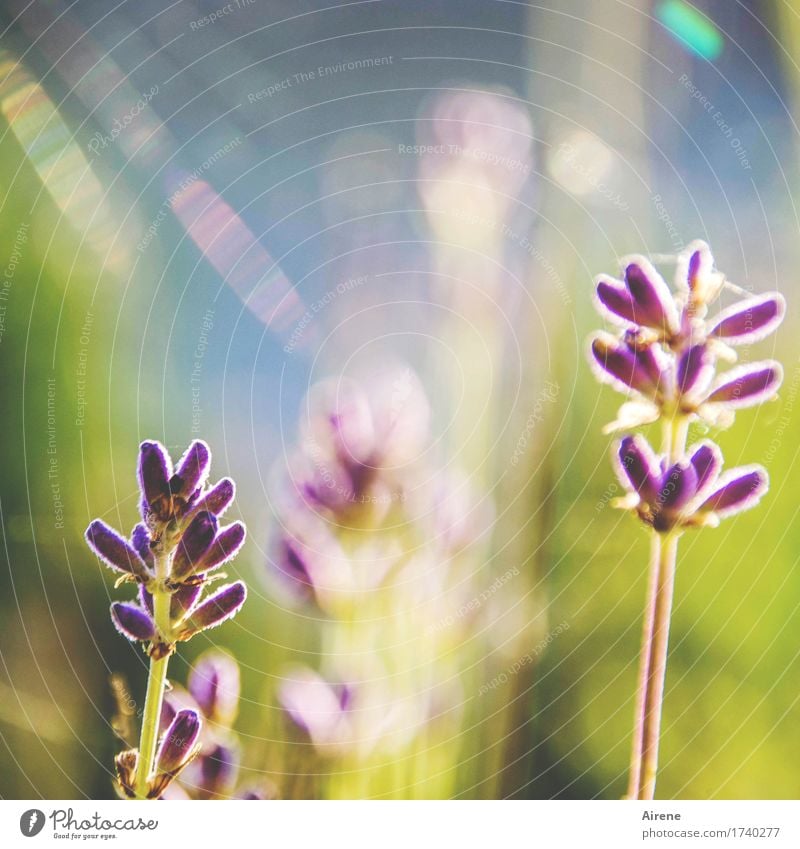 dufte Heilpflanzen Duft Sommer Schönes Wetter Pflanze Blume Lavendel Blühend leuchten blau gold violett Alternativmedizin Farbfoto Außenaufnahme Menschenleer