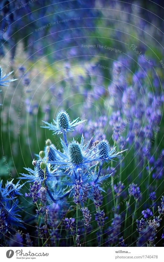 Mannstreu stachelig blau Edeldistel Distel Doldenblütler Blaudistel Blühend Blumenwiese Lavendel Spitze Natur sommerlich Pflanze Sommer
