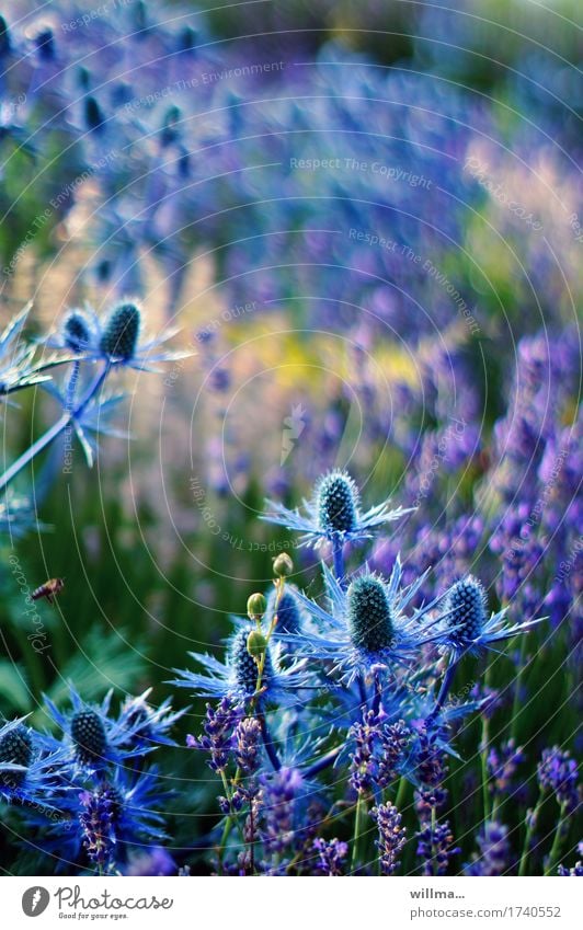 Spitzentreffen Blaudistel Distel Lavendel Mannstreu Edeldistel Doldenblütler Blumenwiese Blühend stachelig blau Natur sommerlich Biene Pflanze Sommer