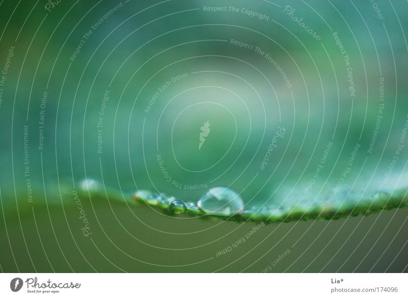 aquarell Wassertropfen Pflanze grün ruhig Tropfen Hintergrundbild Erholung Natur Hintergrund neutral zart Farbfoto Detailaufnahme Makroaufnahme Menschenleer