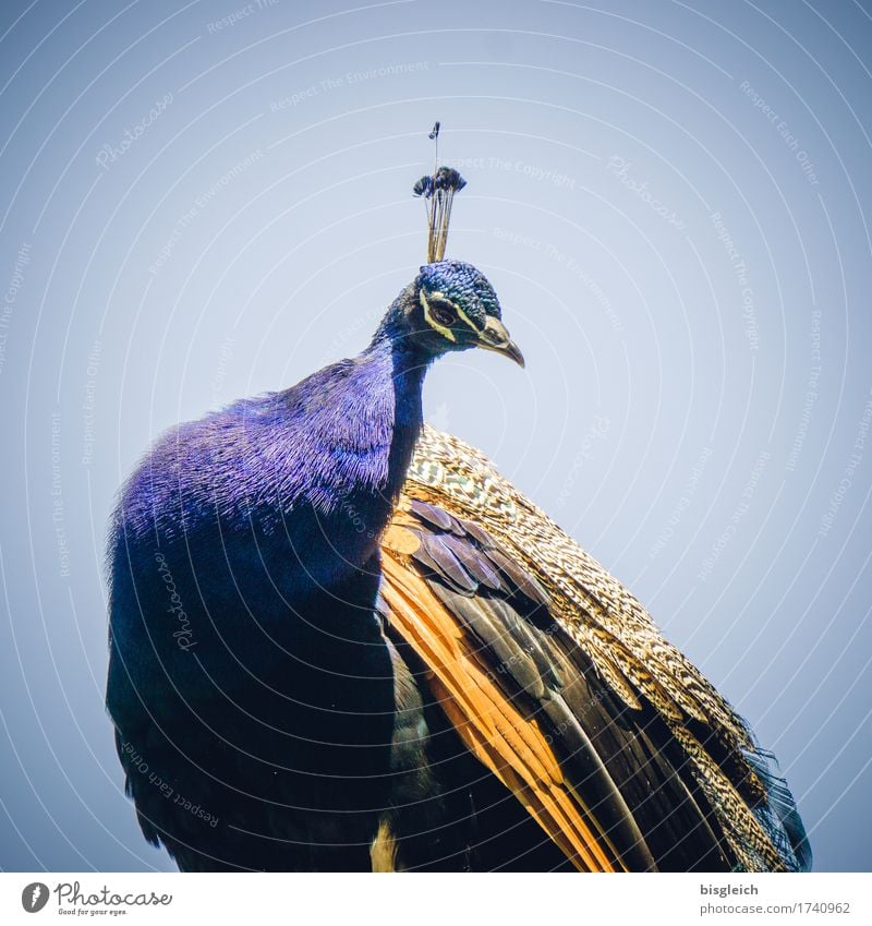 Pfau Tier Vogel 1 Blick sitzen Neugier schön blau gold exotisch Farbfoto Außenaufnahme Tag Tierporträt