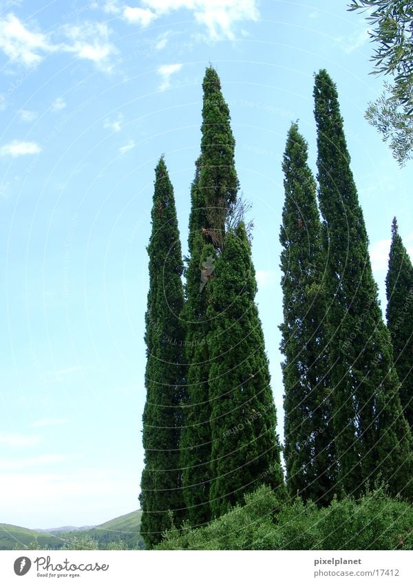 Zypressen Griechenland Baum Hochformat Himmel Graffiti