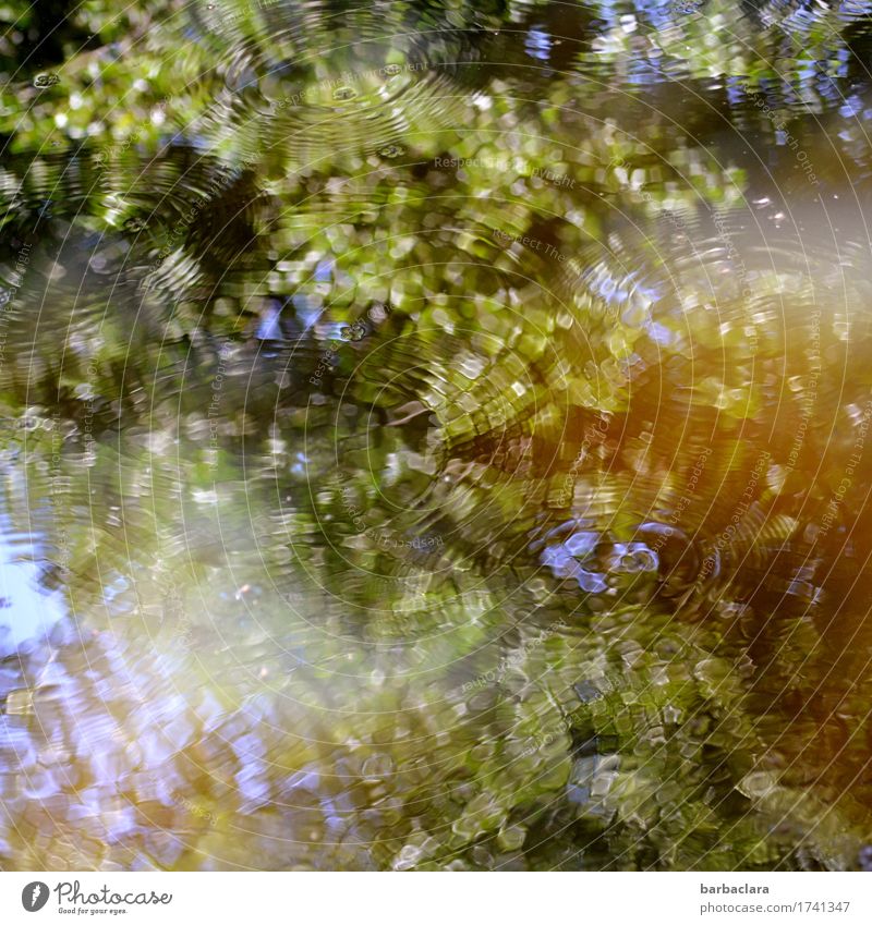 Klangfarbe | Wasser Klima Baum Blatt Park Teich See blau grün Stimmung Bewegung Erholung Freizeit & Hobby Natur Sinnesorgane Umwelt Farbfoto Außenaufnahme