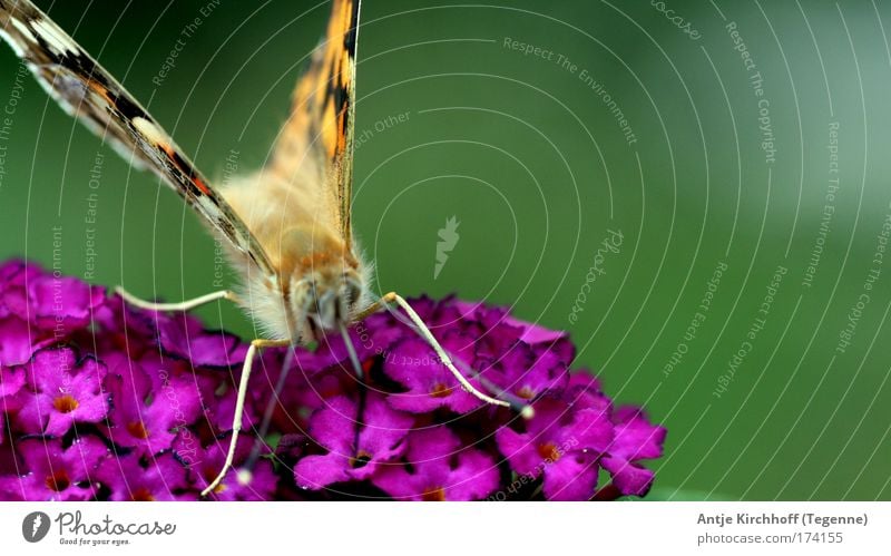 Kleiner Schmetterling Farbfoto mehrfarbig Außenaufnahme Nahaufnahme Makroaufnahme Tag Zentralperspektive Tierporträt Umwelt Natur Sommer Schönes Wetter Park