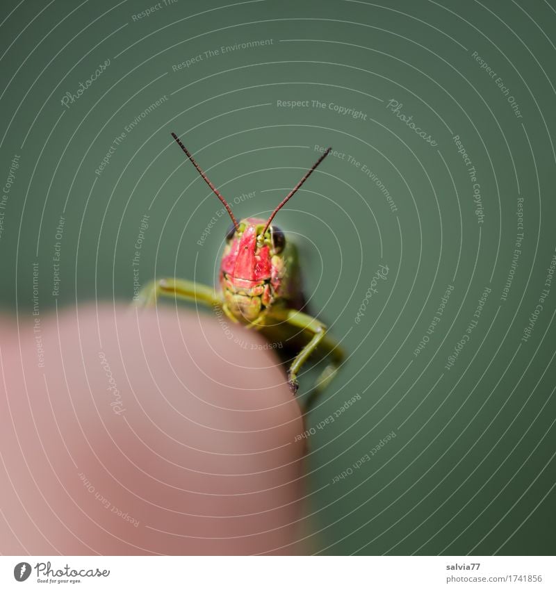 red head Tier Tiergesicht Insekt Heuschrecke 1 2 beobachten berühren krabbeln frech Neugier grau rot Leichtigkeit Mobilität Perspektive Antenne Fühler Farbfoto