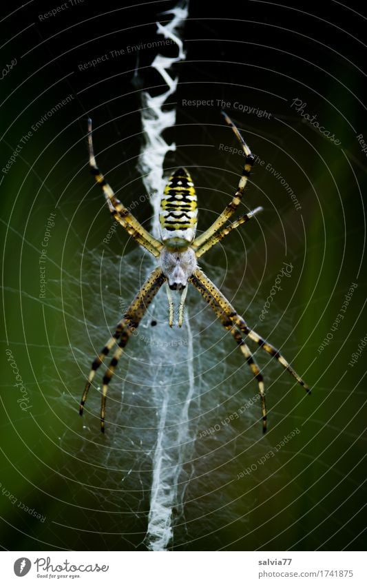Zickzack Umwelt Natur Tier Wildtier Spinne Netz Spinnennetz 1 beobachten fangen Jagd krabbeln warten außergewöhnlich Ekel Wachsamkeit geduldig Ausdauer Angst