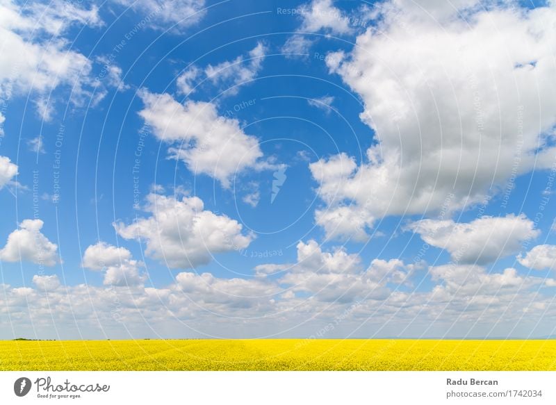 Gelbes Rapssamen-Blumen-Feld mit blauem Himmel Umwelt Natur Landschaft Pflanze Erde Luft Wolken Horizont Frühling Wetter Schönes Wetter Blüte Nutzpflanze Wiese