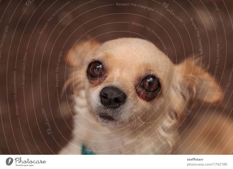 Tan cremefarbener Chihuahuawelpe Tier Haustier Hund Tiergesicht 1 braun Geborgenheit Angst Einsamkeit Farbfoto Außenaufnahme Menschenleer Tag