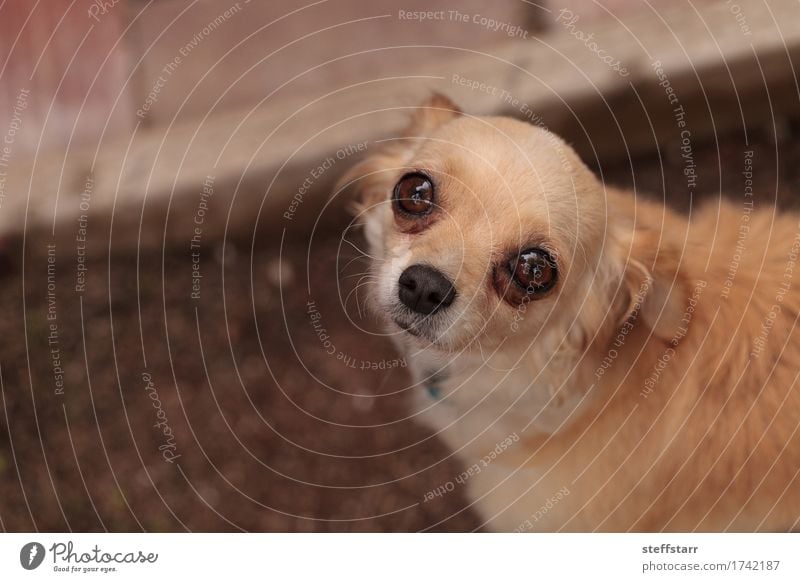 Tan cremefarbener Chihuahuawelpe Tier Haustier Hund Tiergesicht 1 blond braun gold Gefühle Geborgenheit Angst Farbfoto Außenaufnahme Tag Schwache Tiefenschärfe
