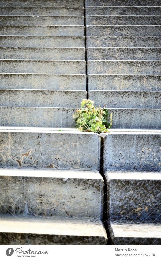 stufenweise Natur Pflanze Sträucher Stadt Mauer Wand Treppe Stein laufen Wachstum eckig oben trist wild grau grün selbstbewußt Leben klug bescheiden Freiheit